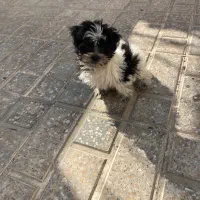 توله سگ پادول