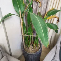 گل طبیعی پرنده بهشتی