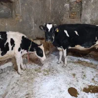 فروش گاو هلشتاین آبستن و البسه چاق|حیوانات مزرعه|ازنا, |دیوار