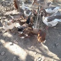 غاز محلی نر و ماده