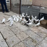 کبوتر لوطی ۲۹عدد همش یک لونه|پرنده|خسروشاه, |دیوار