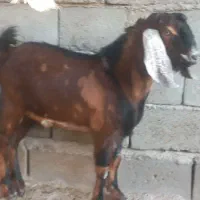 بزچاق وچله نر هردوتاباهم ۳۰میلیون|حیوانات مزرعه|هیرمند, |دیوار