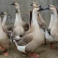 تخم قو قاز نطفه دار