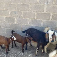 فروش بز دوکهره
