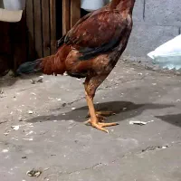 خروس و مرغ لاری نصلی عالی تخم گذار به شرط