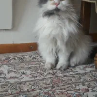 فروش گربه پرشین