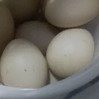 تخم اردک اسراییلی|خوردنی و آشامیدنی|خاتم, |دیوار