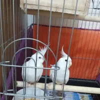 عروس هلندی با تخم