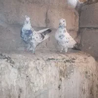 کبوتر فروشی|پرنده|مهاباد (آذربایجان غربی), |دیوار