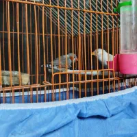 یه جفت فنچ با قفس و همچی|پرنده|فردیس, شهرک ناز|دیوار