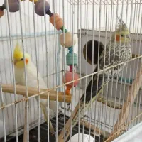 عروس هلندی جفت مولد با قفس و تمام وسایل