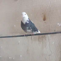 پرنده گان اهلی خوب|پرنده|بومهن, |دیوار