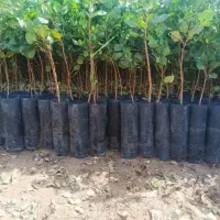 نهال پسته|گل و گیاه طبیعی|قنوات, |دیوار