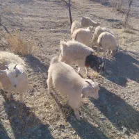 40راس گوسفند چاق فروشی نر وماده|حیوانات مزرعه|راین, |دیوار