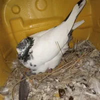 کفتر پاکستانی