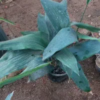 برگ عبایی زاموفیلیآ|گل و گیاه طبیعی|قم, خداکرم|دیوار