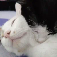 بچه گربه 4 ماه و نیم