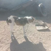 سگ سرابی|سگ|خوسف, |دیوار