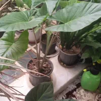 گل بابا آدم وکراسولا ودیگر گلها