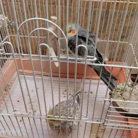 عروس هلندی جفت|پرنده|یزد, |دیوار