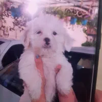 سگ ۲ ماهه فروشی .شرایط اوکی باشه واگذار هم میشه