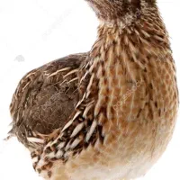 بلدرچین