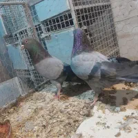 کبوتر|پرنده|شهرکرد, |دیوار