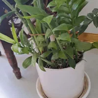 گل طبیعی رودهن فقط۲۰۰|گل و گیاه طبیعی|رودهن, |دیوار