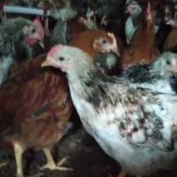 فروش نیمچه مرغ و خروس ۶۵ روزه