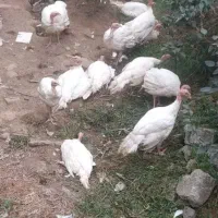 ده عدد بوقلمون بیوتی سه ماه
