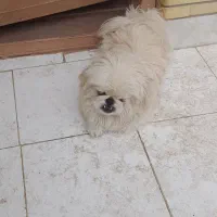 سگ نرپیکنیز شناسنامه دار|سگ|اصفهان, باغ نگاره|دیوار