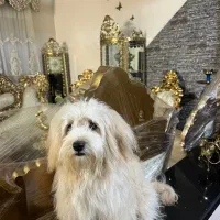 سگ خانگی|سگ|ری, شهرری|دیوار