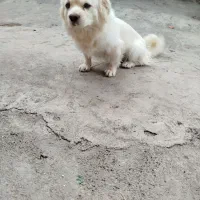 سگ نر