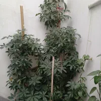 شفلرا پاندانوس پتوس