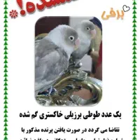 طوطی برزیلی گمشده خاکستری محدوده منظریه بنفشه ها