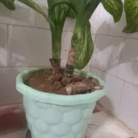 ۲عدد گل دیفن