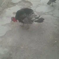 بوقلمون|حیوانات مزرعه|اهواز, کوی علوی|دیوار