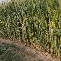 ذرت علوفه‌ای