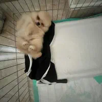 توله پامرانین خرسی سفید ماده