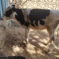 گوساله ماده|حیوانات مزرعه|دهدشت, |دیوار