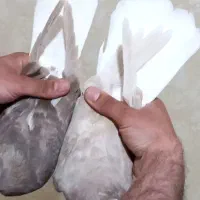جفت دم‌سفید