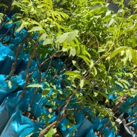 نهال گردوی خوشه ای دیرگل و پربار و زودبازده|خدمات باغبانی و درختکاری|تربت‌حیدریه, رضاشهر|دیوار