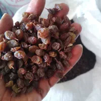 فروش کلی و جزئی انواع کشمش و ضایعات