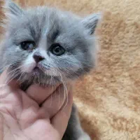 گربه پرشین بلو و تری کالر|گربه|تهران, خواجه نظام الملک|دیوار