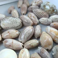صدفهای زیبای خلیج فارس ،دریای عمان و دریای کاسپین