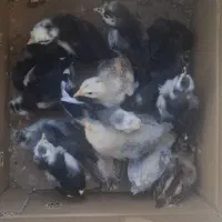 جوجه آروکانا