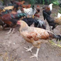 مرغ و خروس