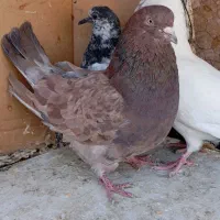 ۱۰تاکفتر