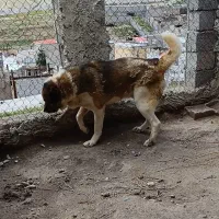 سگ گله ونگهبان
