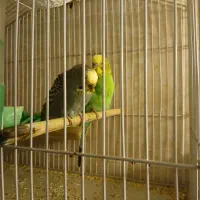 فروش مرغ عشق با ۶ عدد جوجه